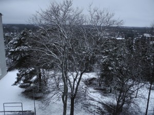 trädfällning-stockholm-vinter-snö-rågsved-hökarängen-hägersten-enskede-årsta-svedmyra