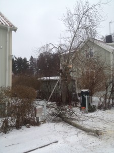 trädfällning-trädvård-trädfällare-enskede-årsta-liljeholmen.JPG