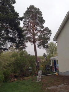 Trädfällning-trädfällare-tullinge-tumba-stuvsta-solhöjden-brantbrink-riksten-flemingsberg-visätra