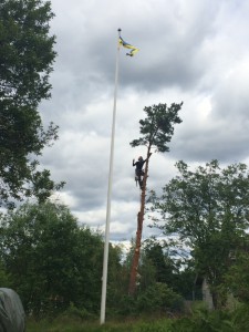 Trädfällning i toppen trädfällare i stockholm, trädfällarn trädfällarna